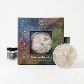 Golden Teacher - Grzybnia na Agarze